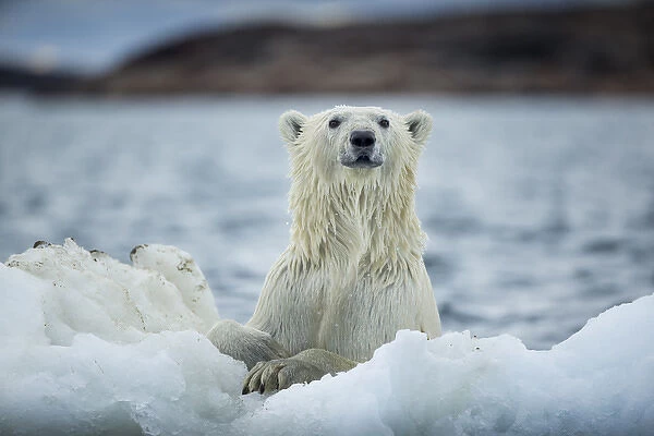 Canada, Nunavut Territory, Repulse Bay, Polar Bear (Ursus maritimus) holding onto