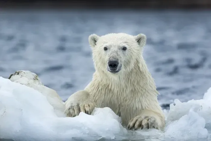 Framed Print : Canada, Nunavut Territory, Repulse Bay, Polar Bear (Ursus maritimus) climbing onto Framed Print : Canada, Nunavut Territory, Repulse Bay, Polar Bear (Ursus maritimus) climbing onto
