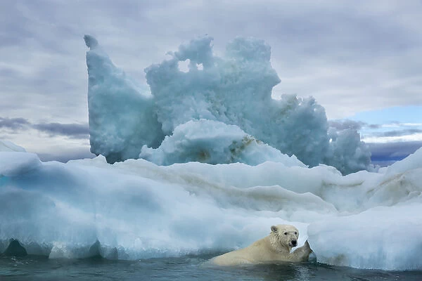 Canada, Nunavut Territory, Repulse Bay, Polar Bear (Ursus maritimus) climbing onto