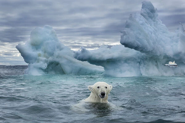 Canada, Nunavut Territory, Repulse Bay, Polar Bear (Ursus maritimus) swimming near