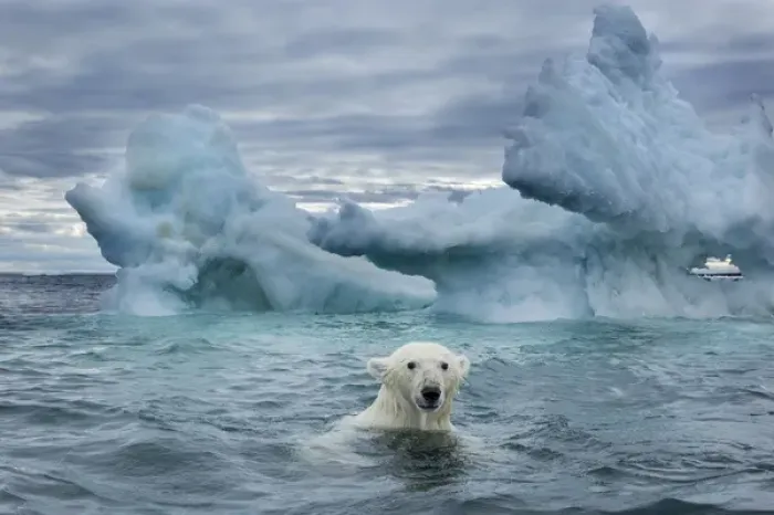 Framed Print : Canada, Nunavut Territory, Repulse Bay, Polar Bear (Ursus maritimus) swimming near Framed Print : Canada, Nunavut Territory, Repulse Bay, Polar Bear (Ursus maritimus) swimming near