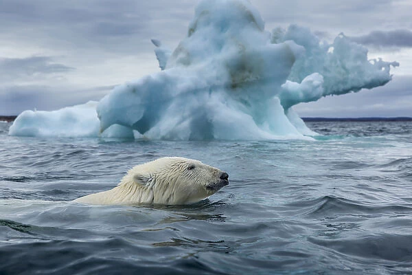Canada, Nunavut Territory, Repulse Bay, Polar Bear (Ursus maritimus) swimming past