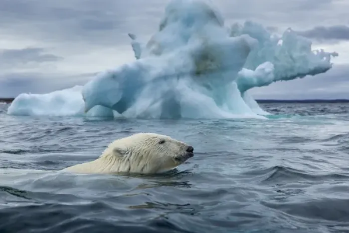 Framed Print : Canada, Nunavut Territory, Repulse Bay, Polar Bear (Ursus maritimus) swimming past Framed Print : Canada, Nunavut Territory, Repulse Bay, Polar Bear (Ursus maritimus) swimming past