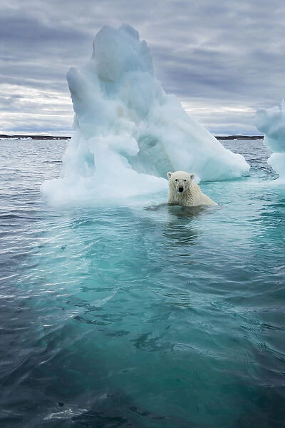 Canada, Nunavut Territory, Repulse Bay, Polar Bear (Ursus maritimus) swimming beside