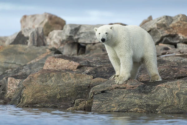 Canada, Nunavut Territory, Repulse Bay, Polar Bear (Ursus maritimus) standing at