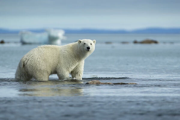 Canada, Nunavut Territory, Repulse Bay, Polar Bear (Ursus maritimus) walking along