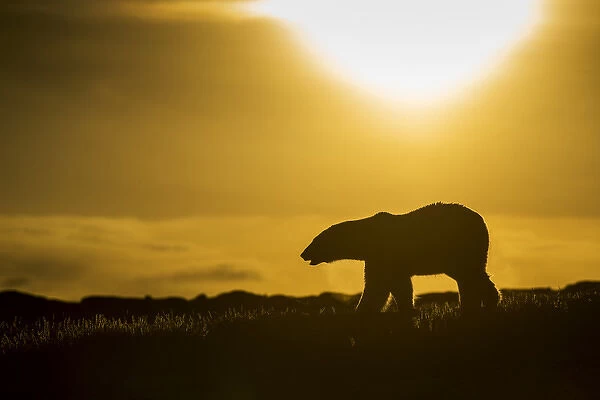 Canada, Nunavut Territory, Repulse Bay, Polar Bear (Ursus maritimus) walking at sunset