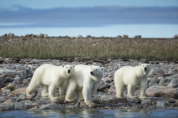 Canada, Nunavut Territory, Repulse Bay, Polar Bear (Ursus maritimus) walking with