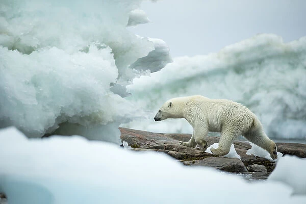 Canada, Nunavut Territory, Repulse Bay, Polar Bear (Ursus maritimus) walking amid