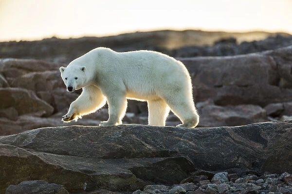 Canada, Nunavut Territory, Setting midnight sun lights Polar Bear (Ursus maritimus)