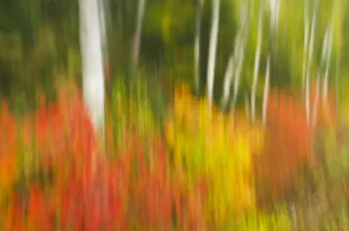 Framed Print : Canada, Ontario, Algonquin Provincial Park. Abstract of autumn scenic. Credit as