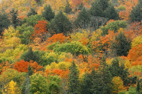 Canada, Ontario, Algonquin Provincial Park. Hill covered in autumn foliage. Credit as