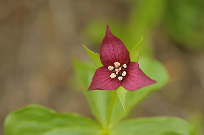 Framed Print : Canada, Ontario, Algonquin Provincial Park. Red trillium flower close-up Framed Print : Canada, Ontario, Algonquin Provincial Park. Red trillium flower close-up