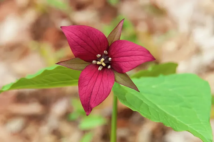 Framed Print : Canada, Ontario, Algonquin Provincial Park. Red trillium flower in spring Framed Print : Canada, Ontario, Algonquin Provincial Park. Red trillium flower in spring