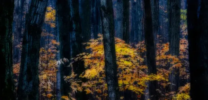 Framed Print : Canada, Ontario. Autumn abstract of forest. Credit as: Bill Young / Jaynes Gallery / DanitaDelimont Framed Print : Canada, Ontario. Autumn abstract of forest. Credit as: Bill Young / Jaynes Gallery / DanitaDelimont