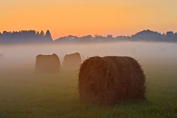 Canada, Ontario. Bales and fog at twilight