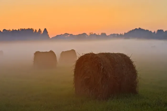 Framed Print : Canada, Ontario. Bales and fog at twilight Framed Print : Canada, Ontario. Bales and fog at twilight