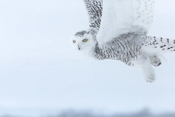 Canada, Ontario, Barrie. Close-up of snowy owl in flight