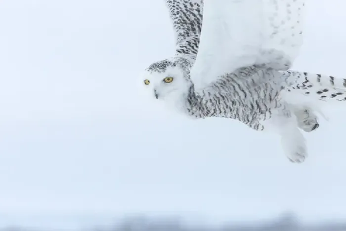 Framed Print : Canada, Ontario, Barrie. Close-up of snowy owl in flight Framed Print : Canada, Ontario, Barrie. Close-up of snowy owl in flight