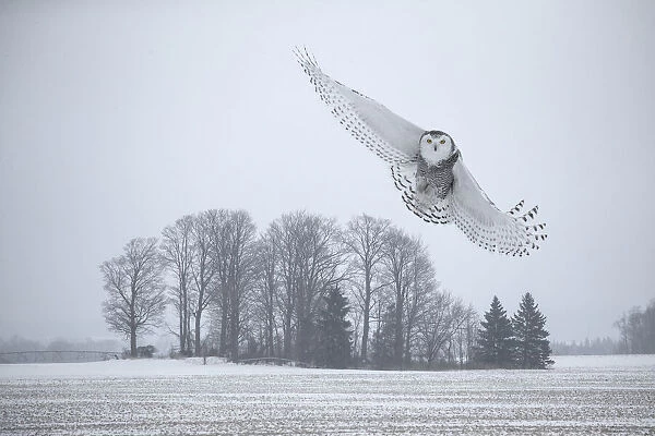 Canada, Ontario, Barrie. Female snowy owl in flight