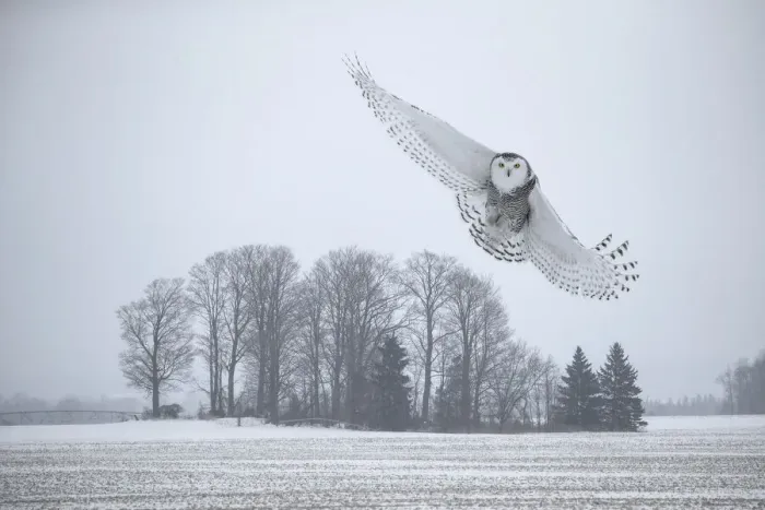 Framed Print : Canada, Ontario, Barrie. Female snowy owl in flight Framed Print : Canada, Ontario, Barrie. Female snowy owl in flight
