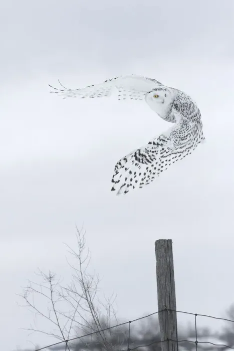 Framed Print : Canada, Ontario, Barrie. Female snowy owl in flight Framed Print : Canada, Ontario, Barrie. Female snowy owl in flight