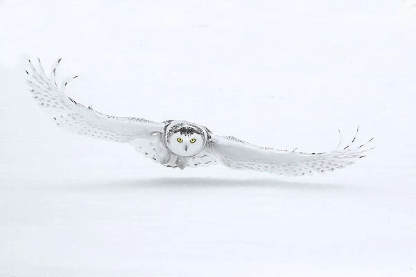 Canada, Ontario, Barrie. Female snowy owl in flight over snow
