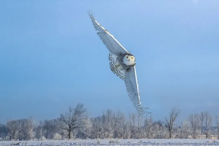 Framed Print : Canada, Ontario, Barrie. Female snowy owl in flight Framed Print : Canada, Ontario, Barrie. Female snowy owl in flight