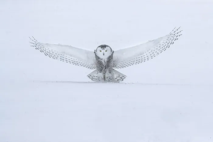 Framed Print : Canada, Ontario, Barrie. Female snowy owl in flight