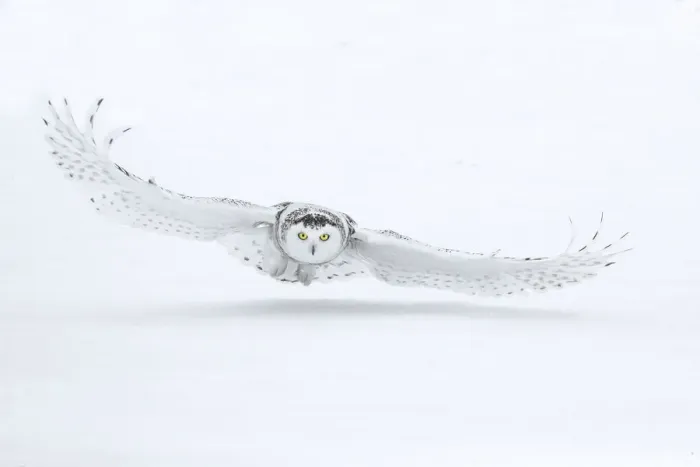 Framed Print : Canada, Ontario, Barrie. Female snowy owl in flight over snow