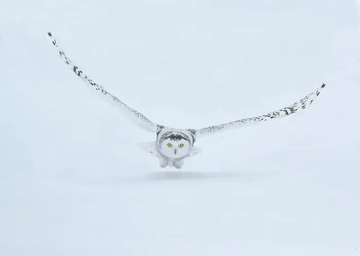 Framed Print : Canada, Ontario, Barrie. Female snowy owl in flight over snow Framed Print : Canada, Ontario, Barrie. Female snowy owl in flight over snow