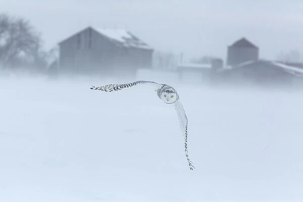 Canada, Ontario, Barrie. Snowy owl in flight