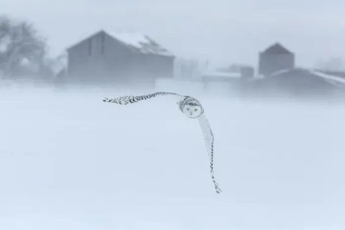 Framed Print : Canada, Ontario, Barrie. Snowy owl in flight Framed Print : Canada, Ontario, Barrie. Snowy owl in flight