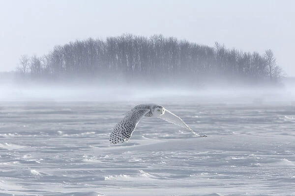 Canada, Ontario, Barrie. Snowy owl in flight