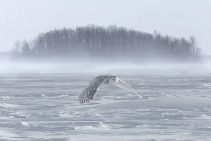 Framed Print : Canada, Ontario, Barrie. Snowy owl in flight Framed Print : Canada, Ontario, Barrie. Snowy owl in flight
