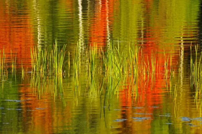 Framed Print : Canada, Ontario, Baysville. Cattails and autumn-colored trees reflected in lake. Credit as Framed Print : Canada, Ontario, Baysville. Cattails and autumn-colored trees reflected in lake. Credit as