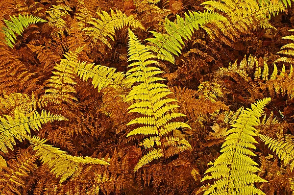 Canada, Ontario, Baysville. Wood ferns in autumn