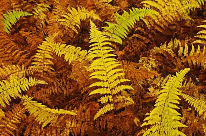 Framed Print : Canada, Ontario, Baysville. Wood ferns in autumn