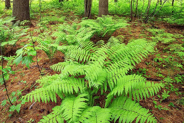Canada, Ontario, Bourget. Cinnamon ferns in forest