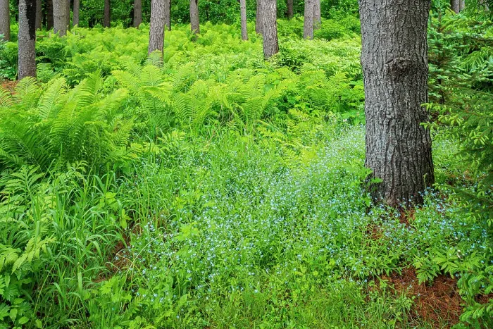 Framed Print : Canada, Ontario, Bourget. Cinnamon ferns in forest Framed Print : Canada, Ontario, Bourget. Cinnamon ferns in forest