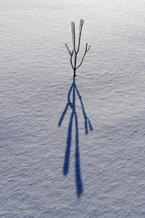 Framed Print : Canada, Ontario, Bourget. Plant shadow on snow Framed Print : Canada, Ontario, Bourget. Plant shadow on snow