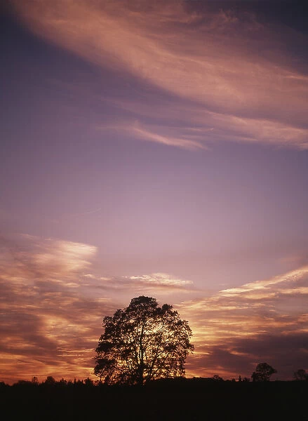 Canada, Ontario, Breslau, View of tree at sunset