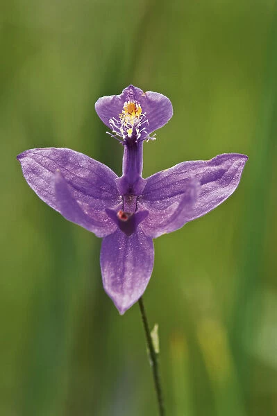 Canada, Ontario, Bruce Peninsula National Park. Grass pink orchid close-up