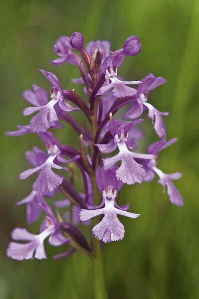 Canada, Ontario, Bruce Peninsula National Park. Small purple fringed orchids close-up