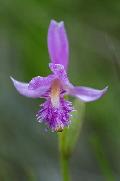 Canada, Ontario, Bruce Peninsula National Park. Dragons mouth orchid close-up