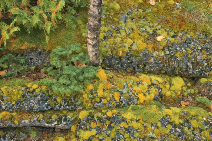 Framed Print : Canada, Ontario, Bruce Peninsula National Park. Birch tree and moss on limestone rock Framed Print : Canada, Ontario, Bruce Peninsula National Park. Birch tree and moss on limestone rock