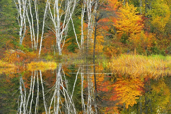 Canada, Ontario, Capreol. Trees reflected in Vermilion River in autumn. Credit as