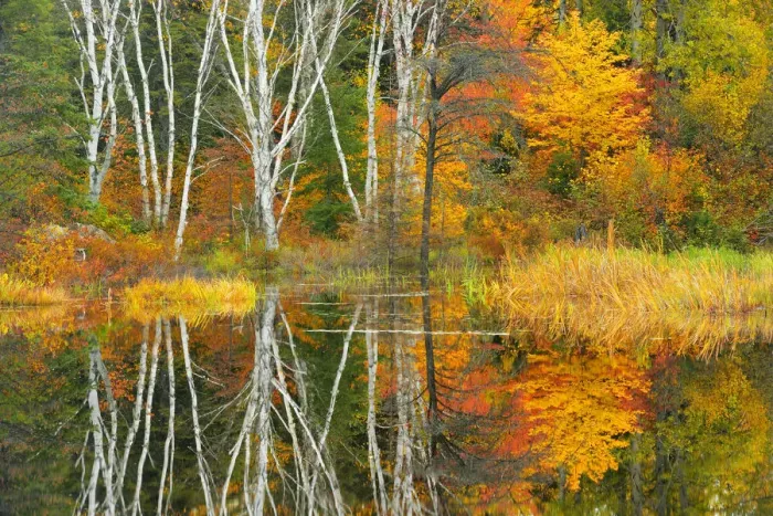 Framed Print : Canada, Ontario, Capreol. Trees reflected in Vermilion River in autumn. Credit as