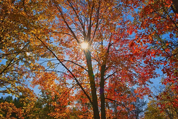Canada, Ontario, Chutes Provincial Park. Sunburst on autumn tree foliage