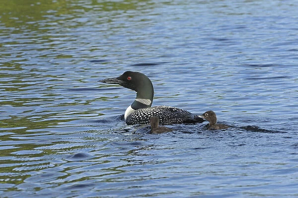 Canada, Ontario. Common loon with chicks on Cassels Lake